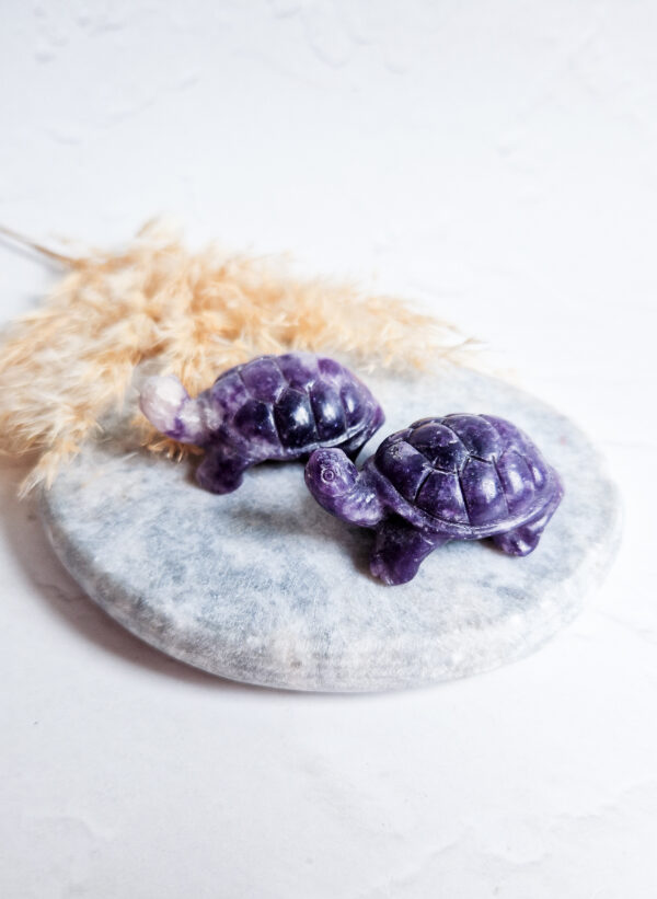 lepidoliet schildpad