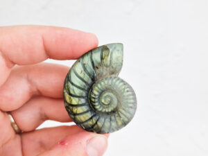 labradoriet carving schelp