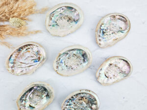 abalone schelp