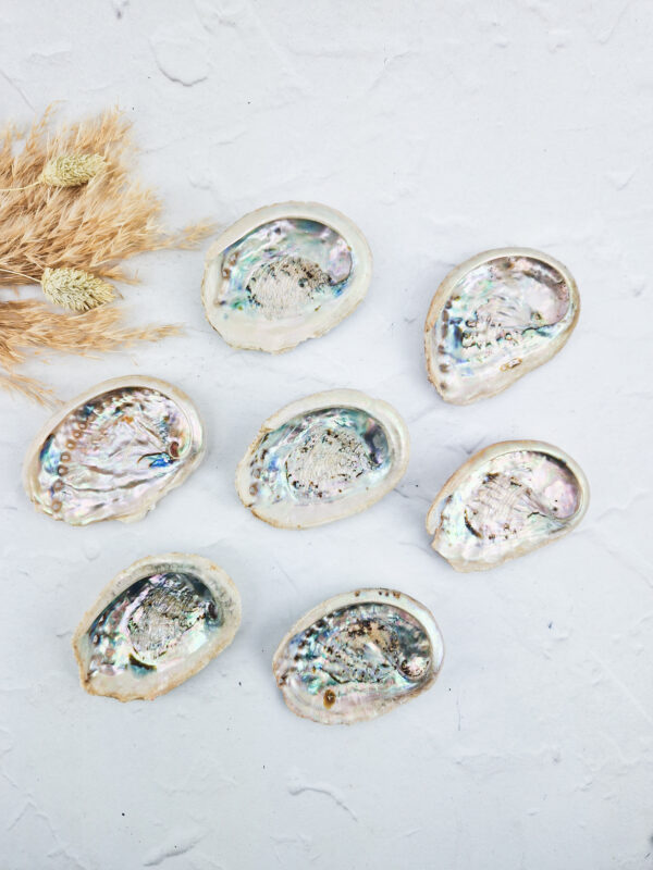 abalone schelp
