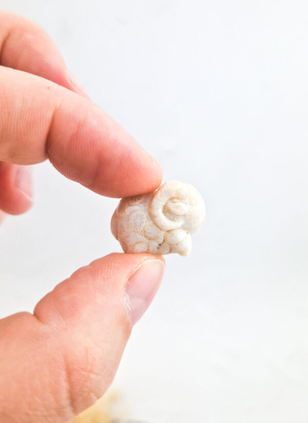 Versteend mini koraal ram/buffel