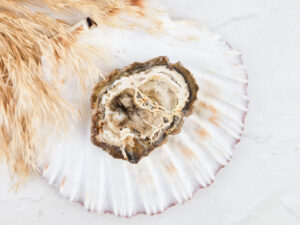 Versteend hout schijfje