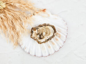 Versteend hout schijfje