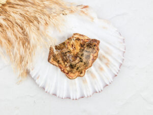 Versteend hout schijfje