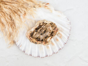Versteend hout schijfje