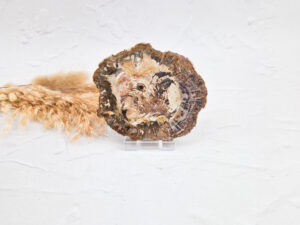 Versteend hout schijf