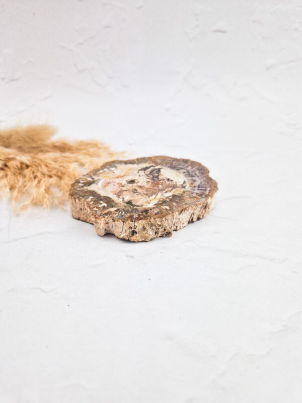 Versteend hout schijf