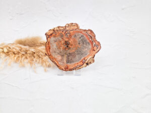 Versteend hout schijf