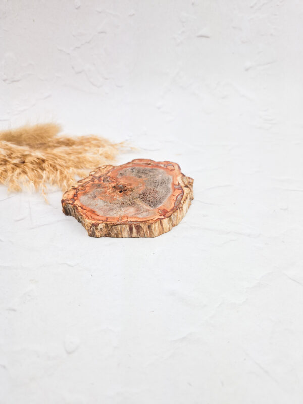 Versteend hout schijf
