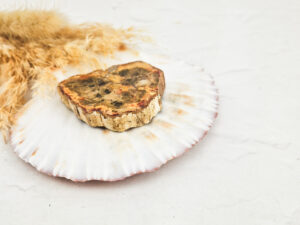 Versteend hout schijfje