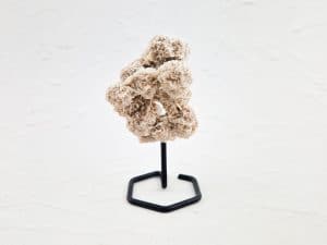 Woestijnroos op standaard
