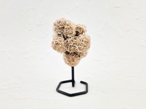 Woestijnroos op standaard