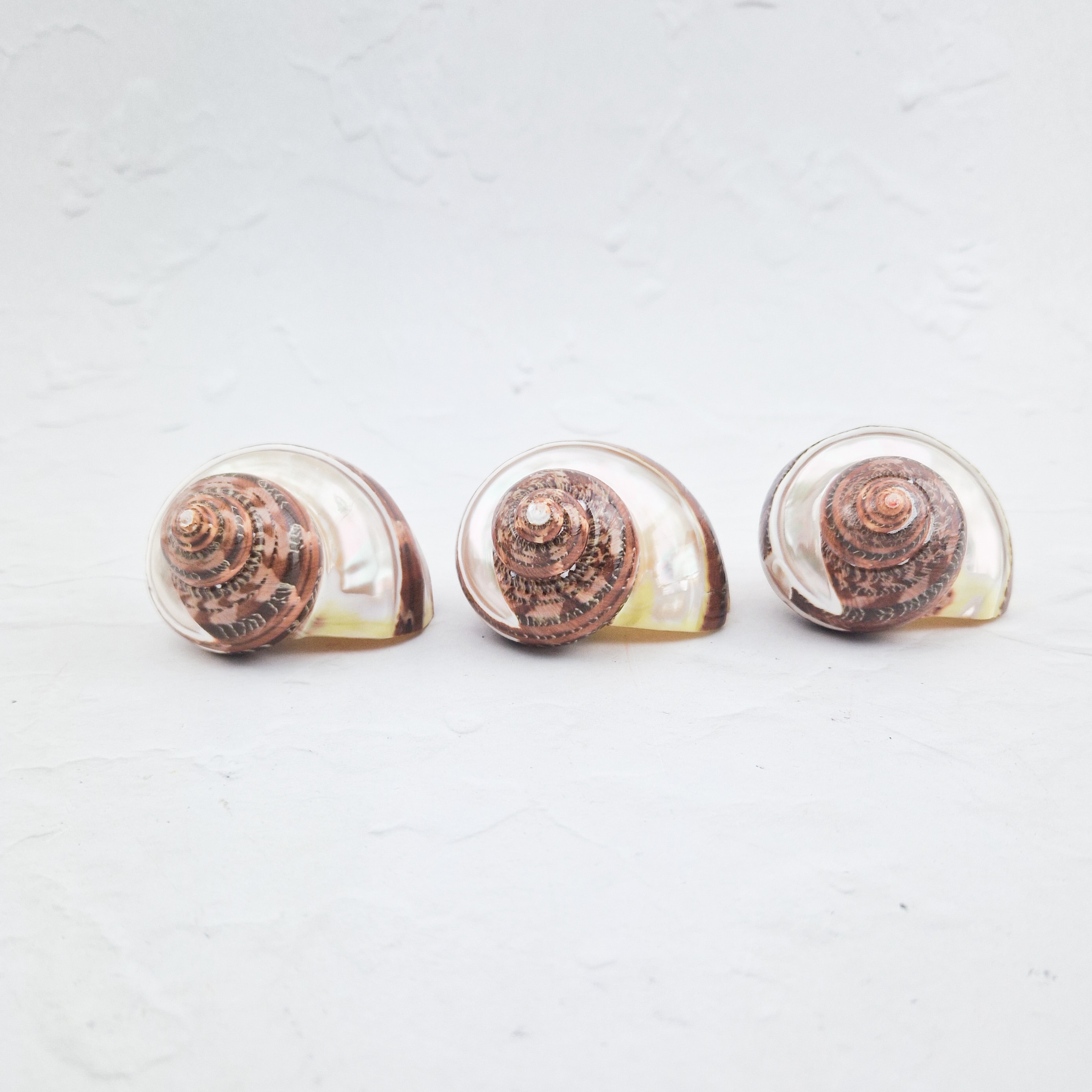 Turbo Petholatus schelp (parelmoer)