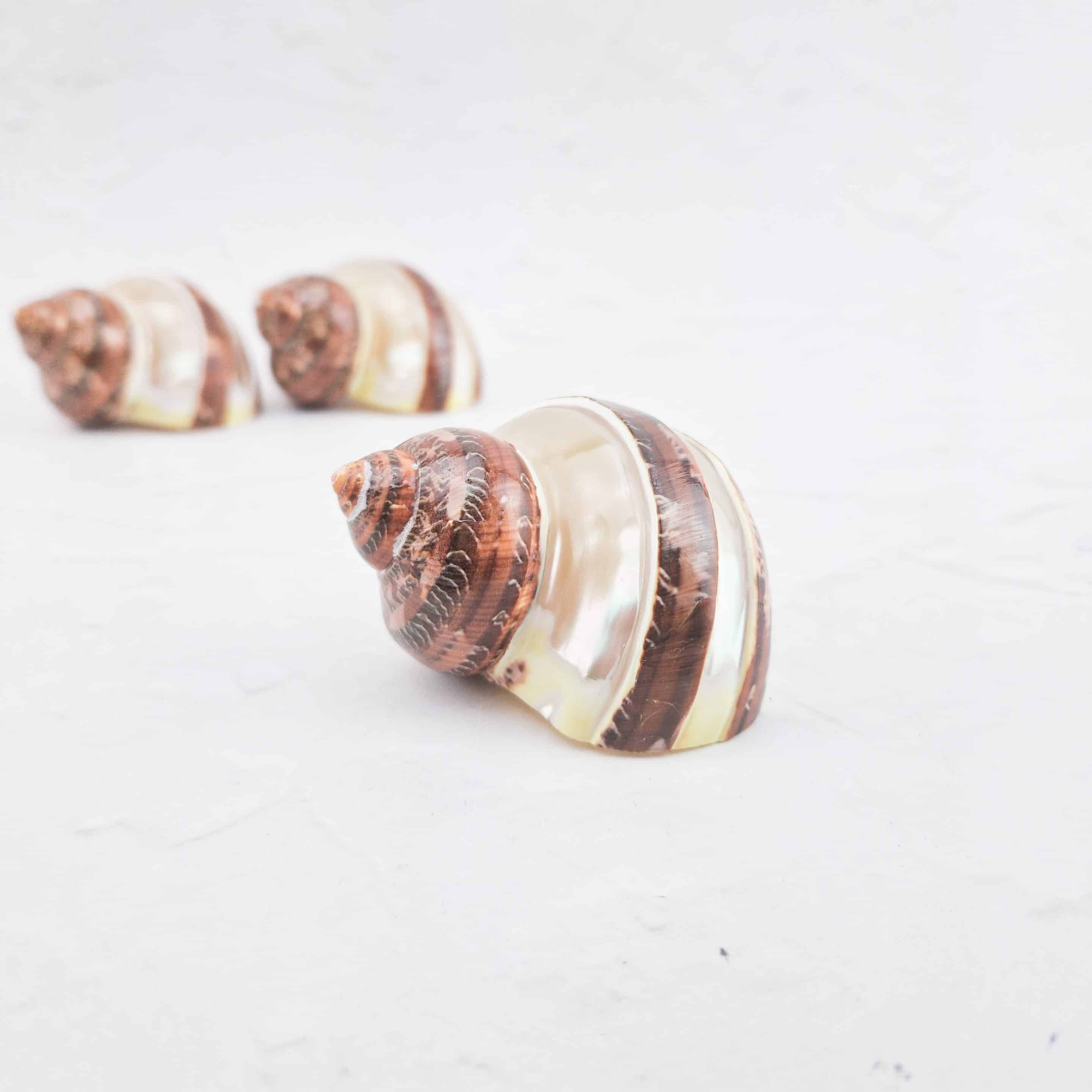 Turbo Petholatus schelp (parelmoer)