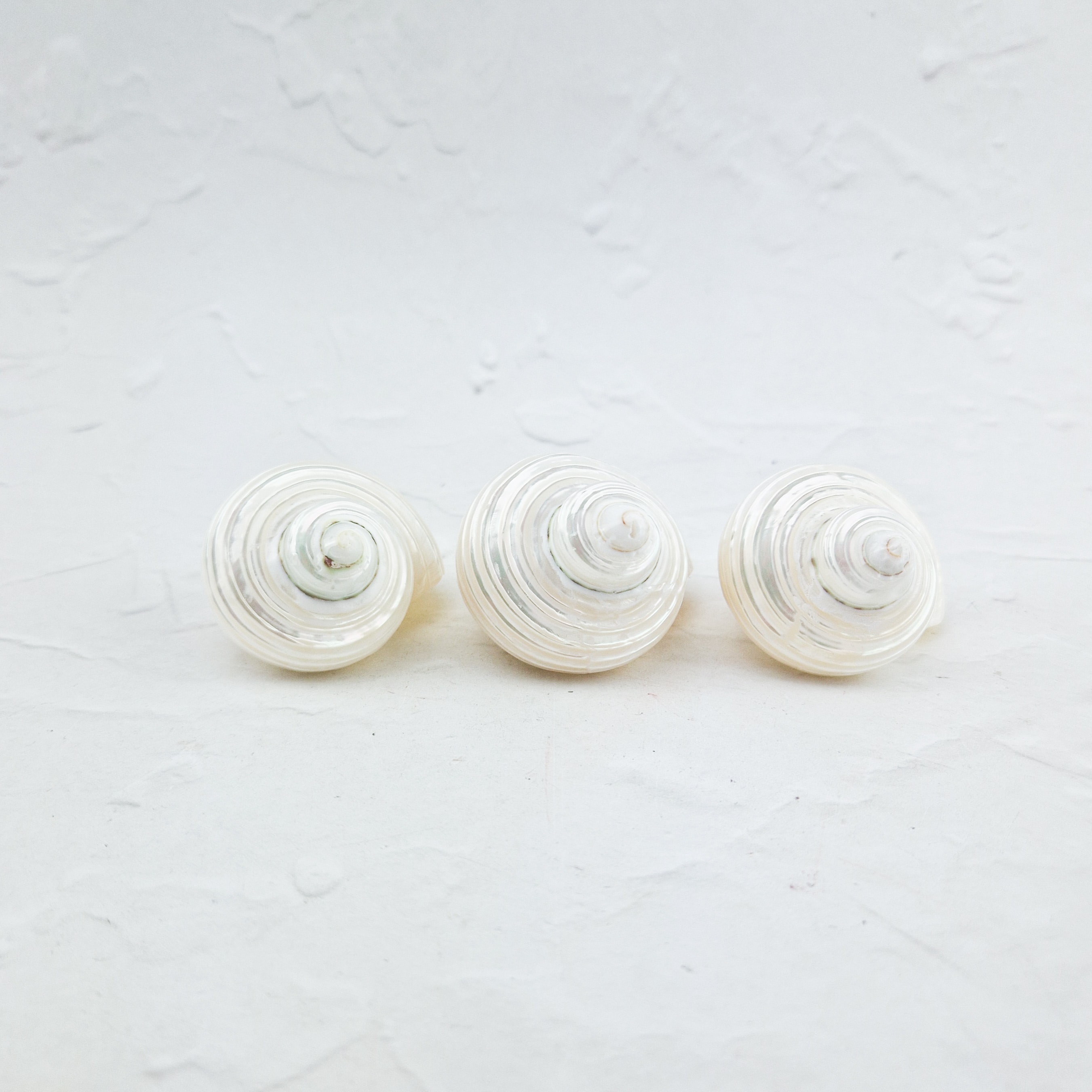 Turbo marmoratus schelp (parelmoer)