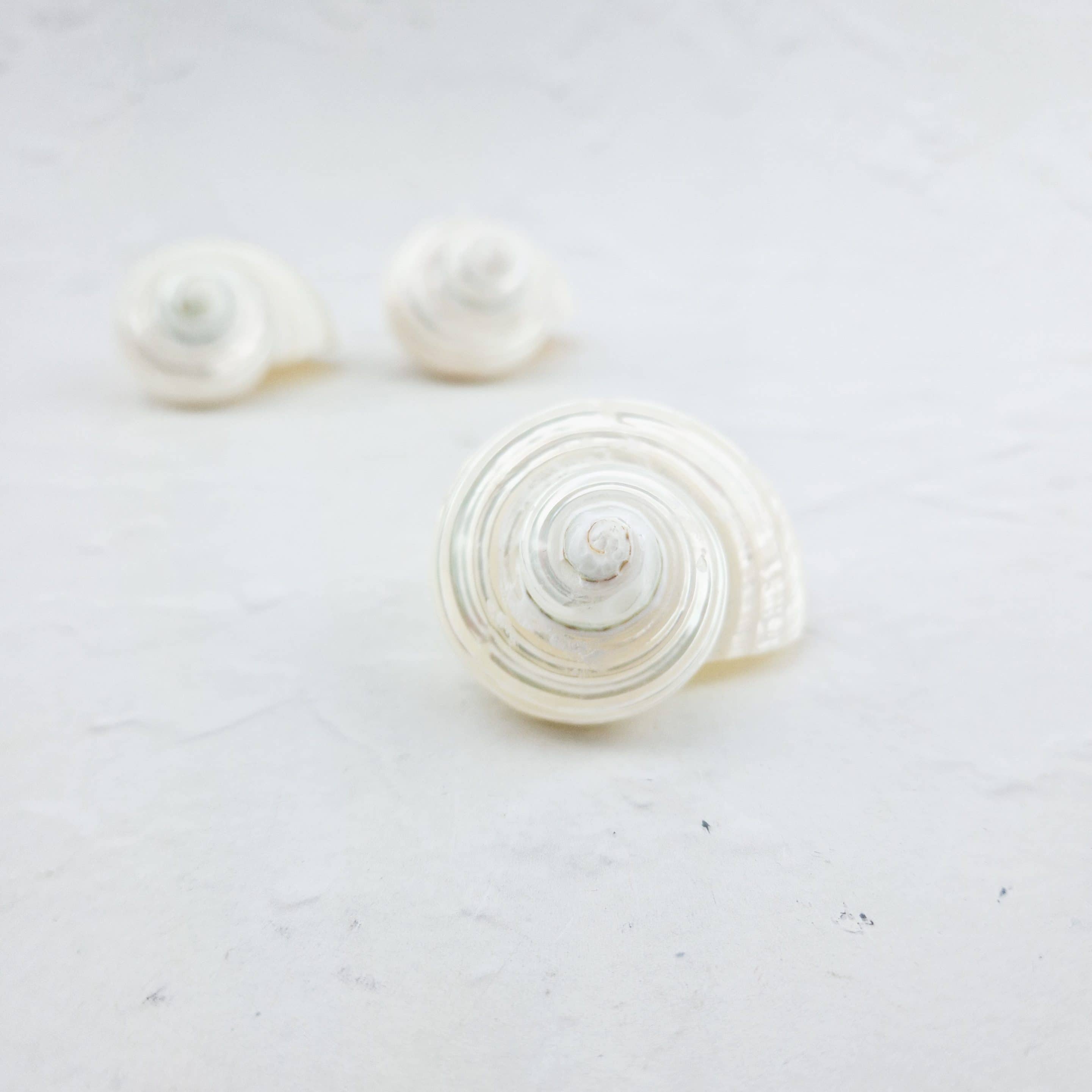 Turbo marmoratus schelp (parelmoer)