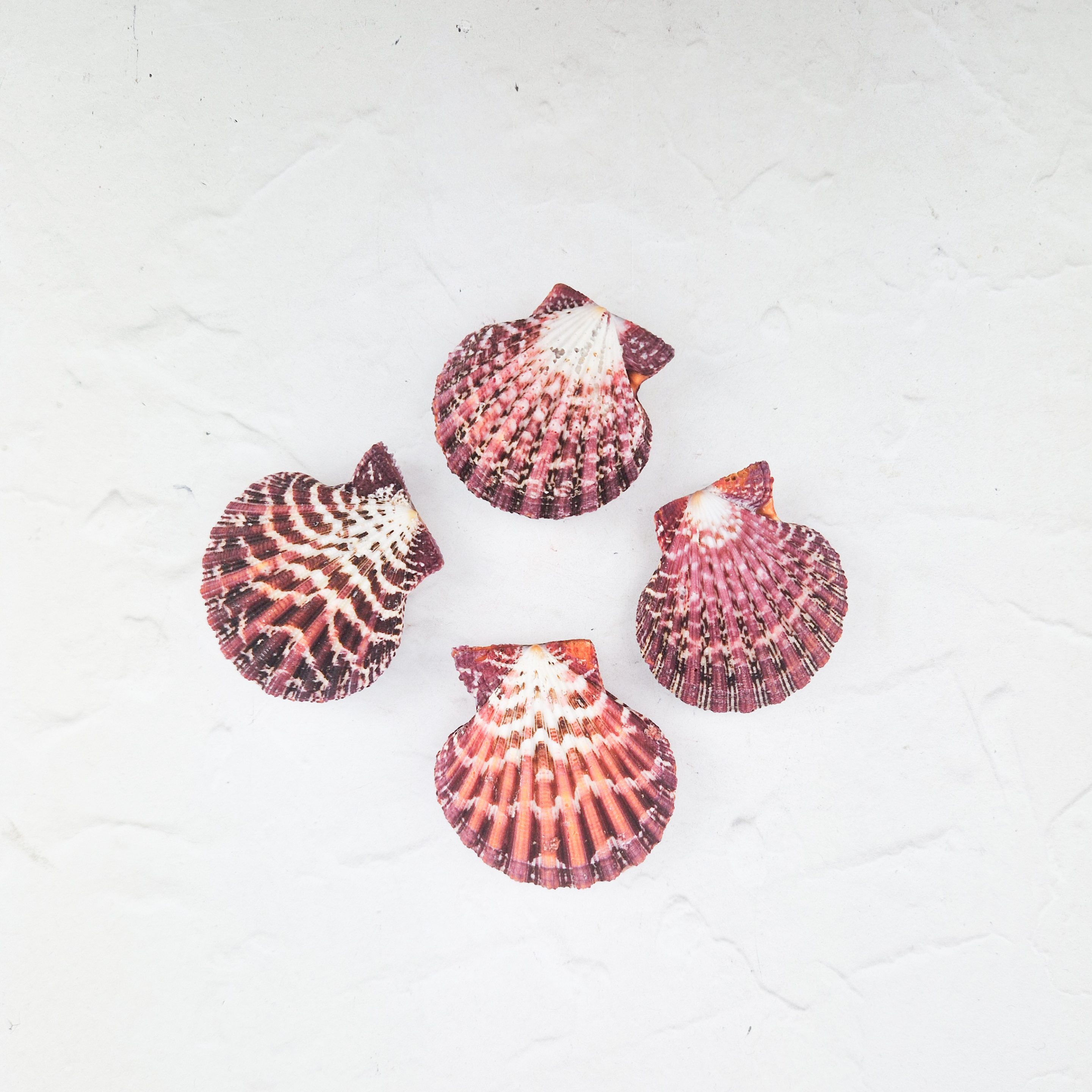 Pecten Phallium schelp