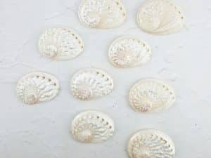 Abalone schelp wit/parelmoer
