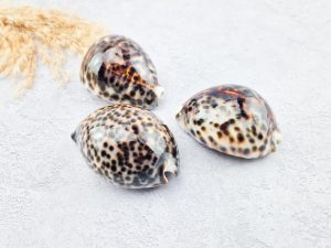 Cypraea tigris (schelp)