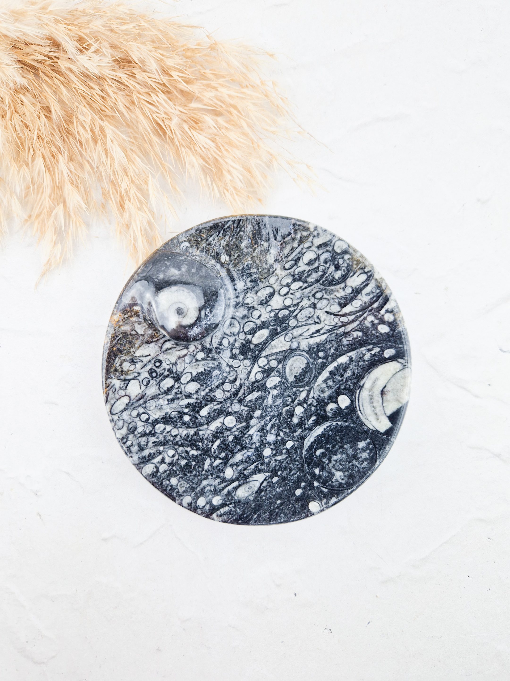 Orthoceras schaaltje rond