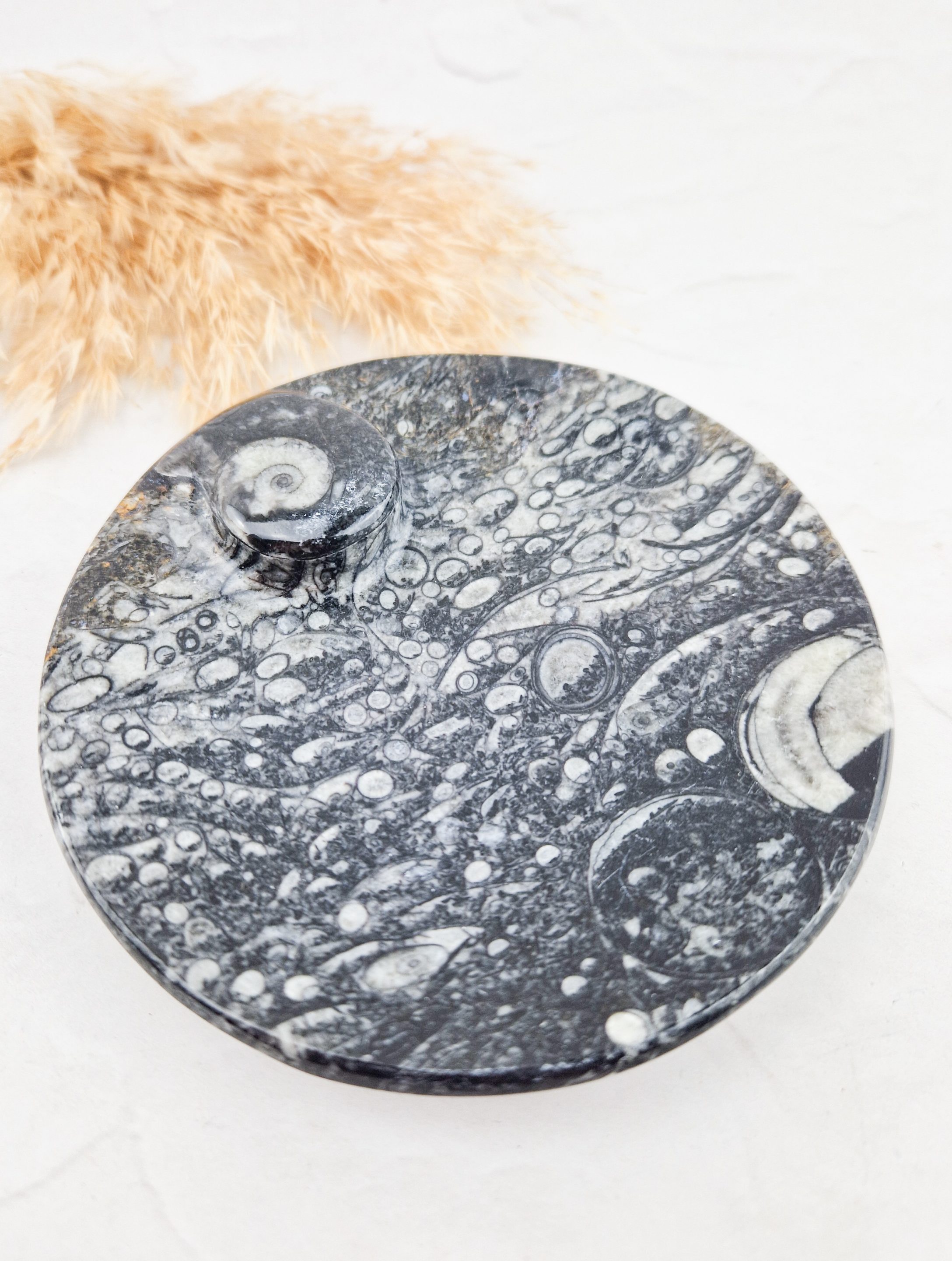 Orthoceras schaaltje rond