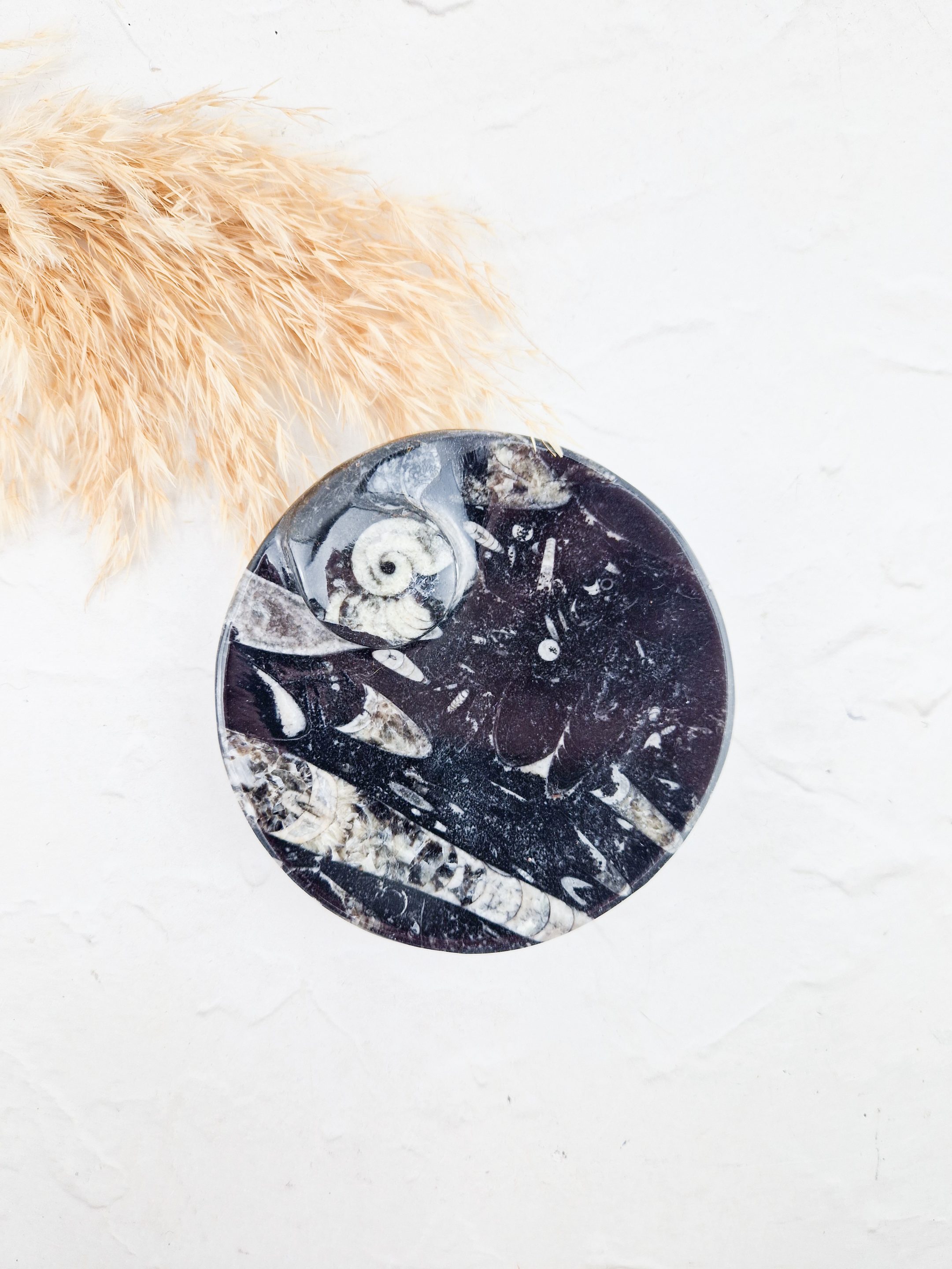 Orthoceras schaaltje rond #4