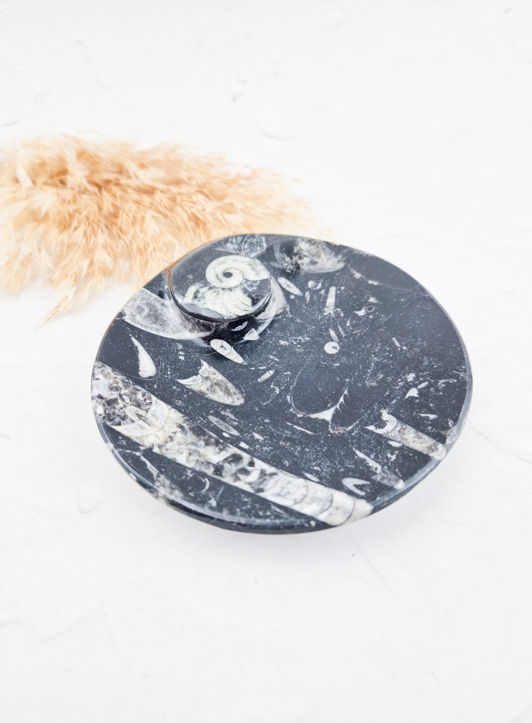 Orthoceras schaaltje rond