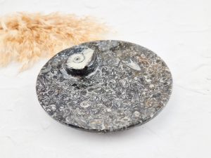 Orthoceras schaaltje rond