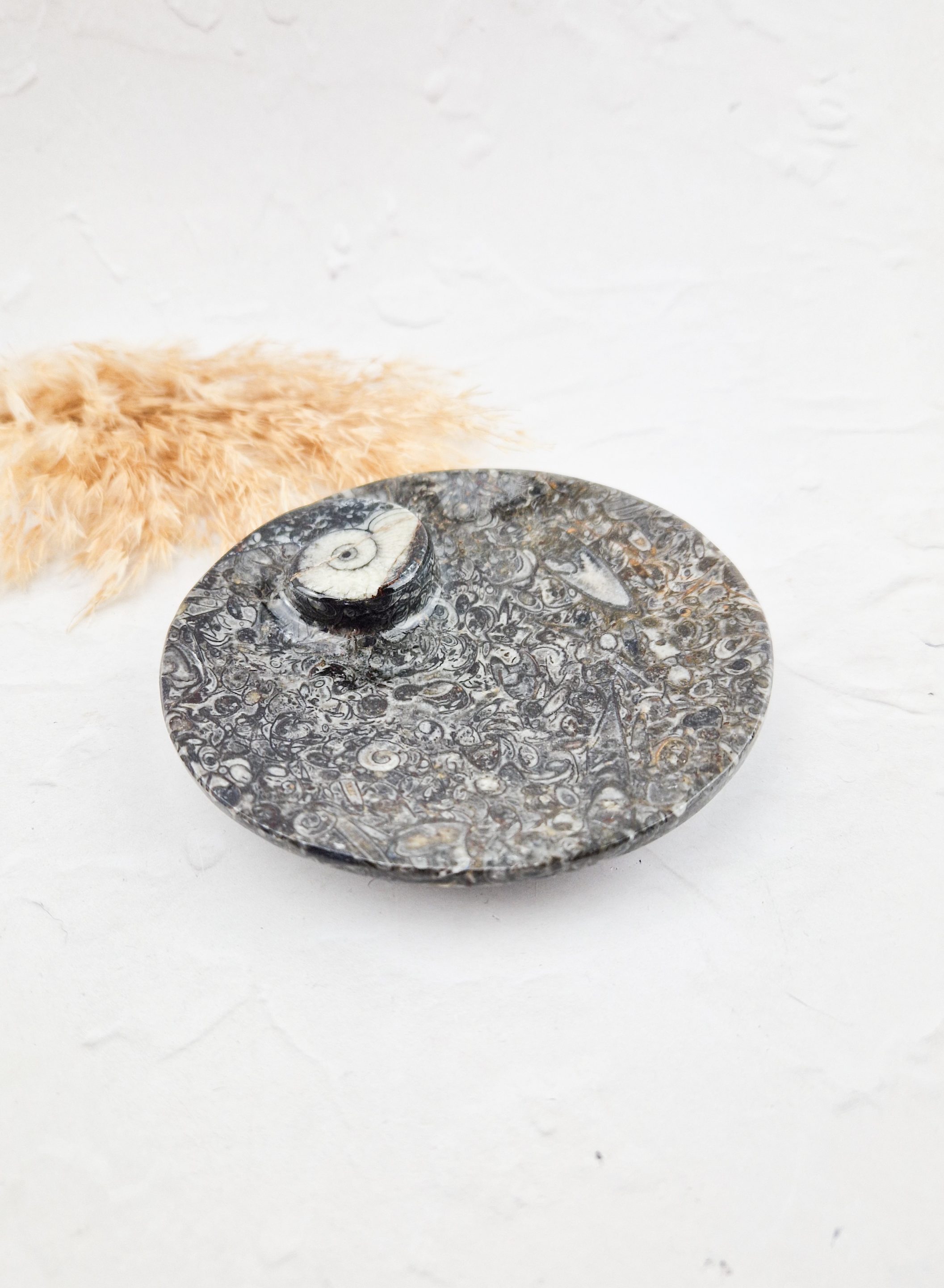 Orthoceras schaaltje rond