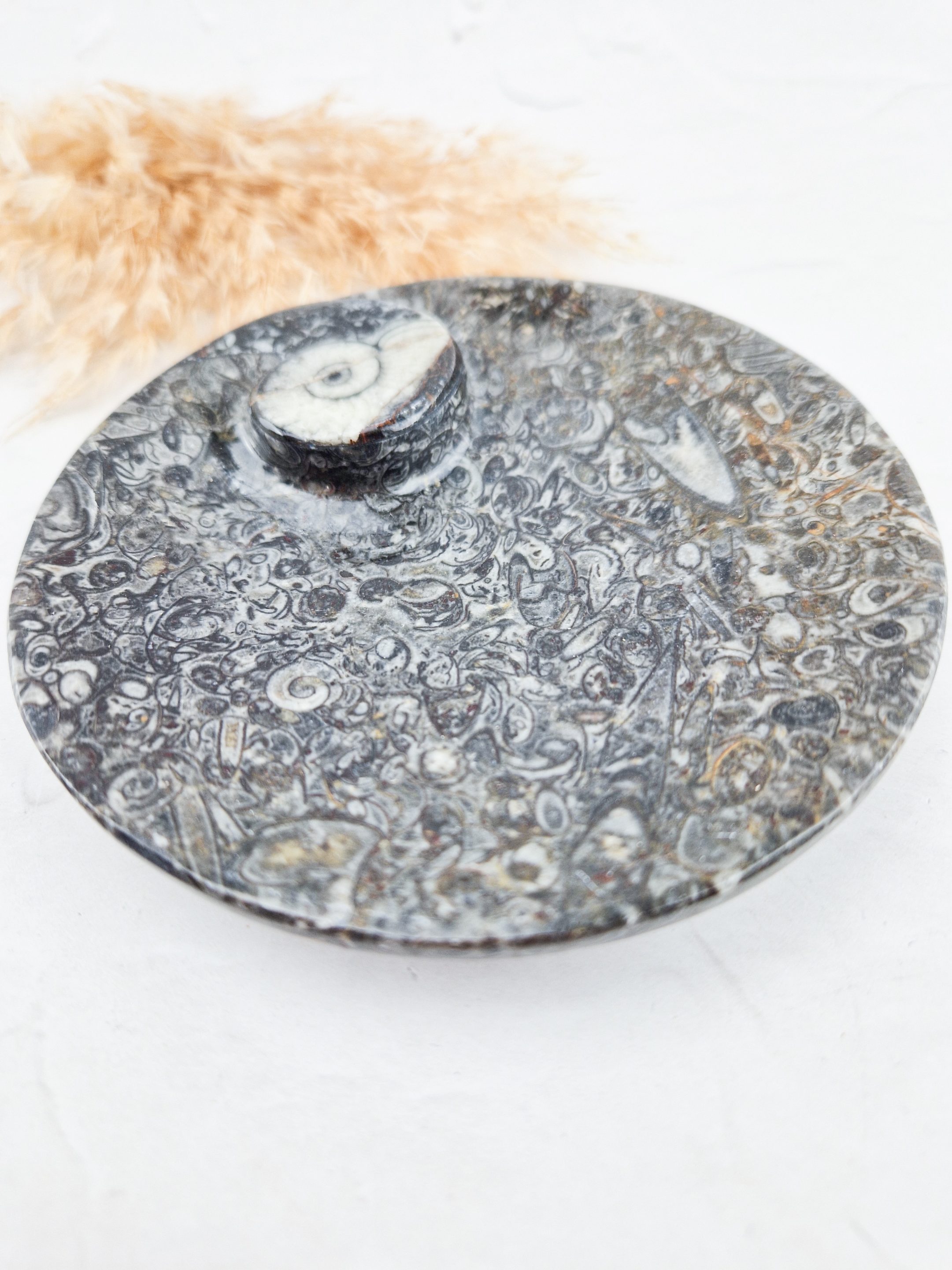 Orthoceras schaaltje rond