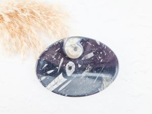 Orthoceras schaaltje ovaal