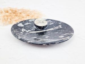 Orthoceras schaaltje ovaal