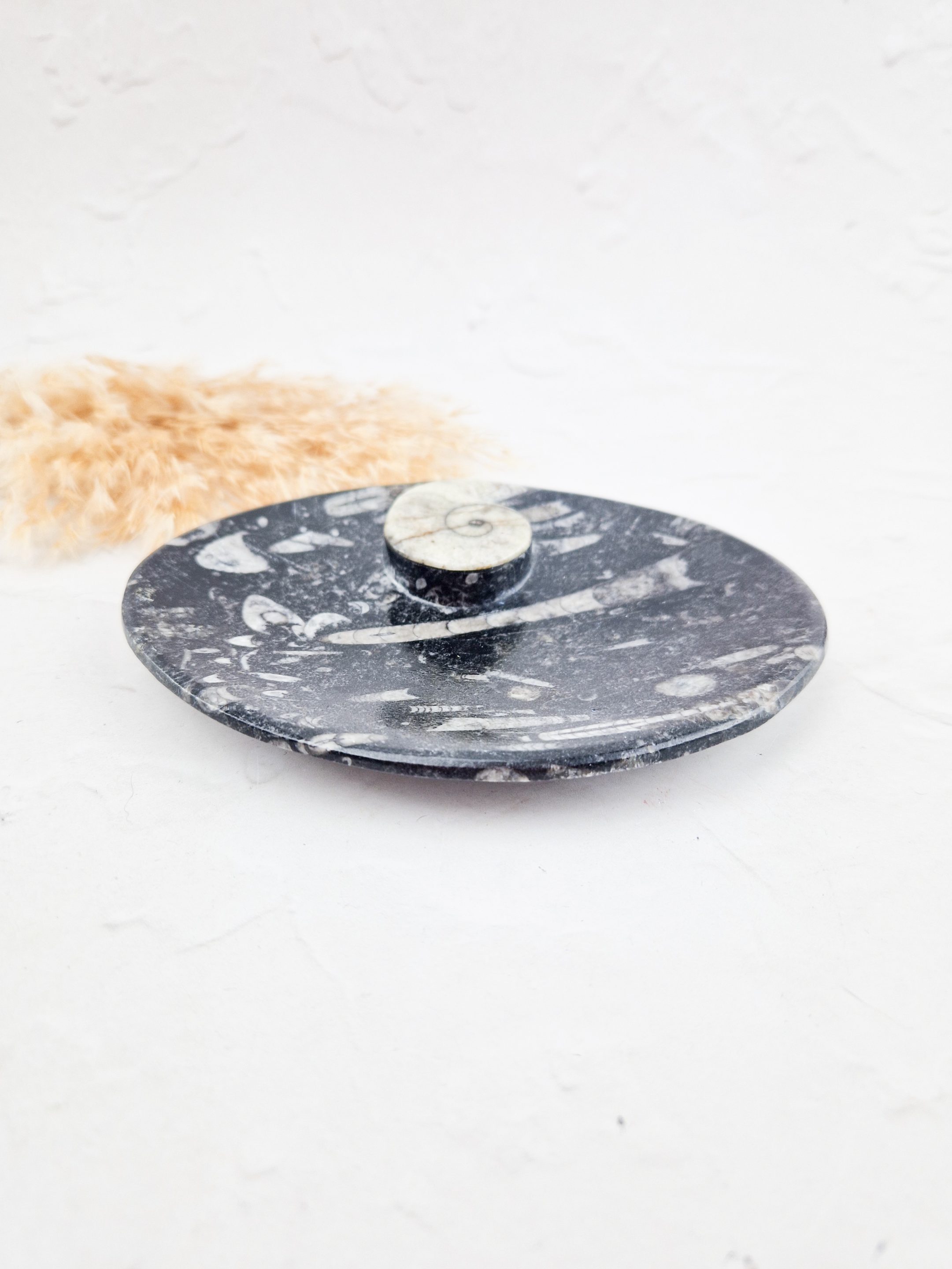 Orthoceras schaaltje ovaal