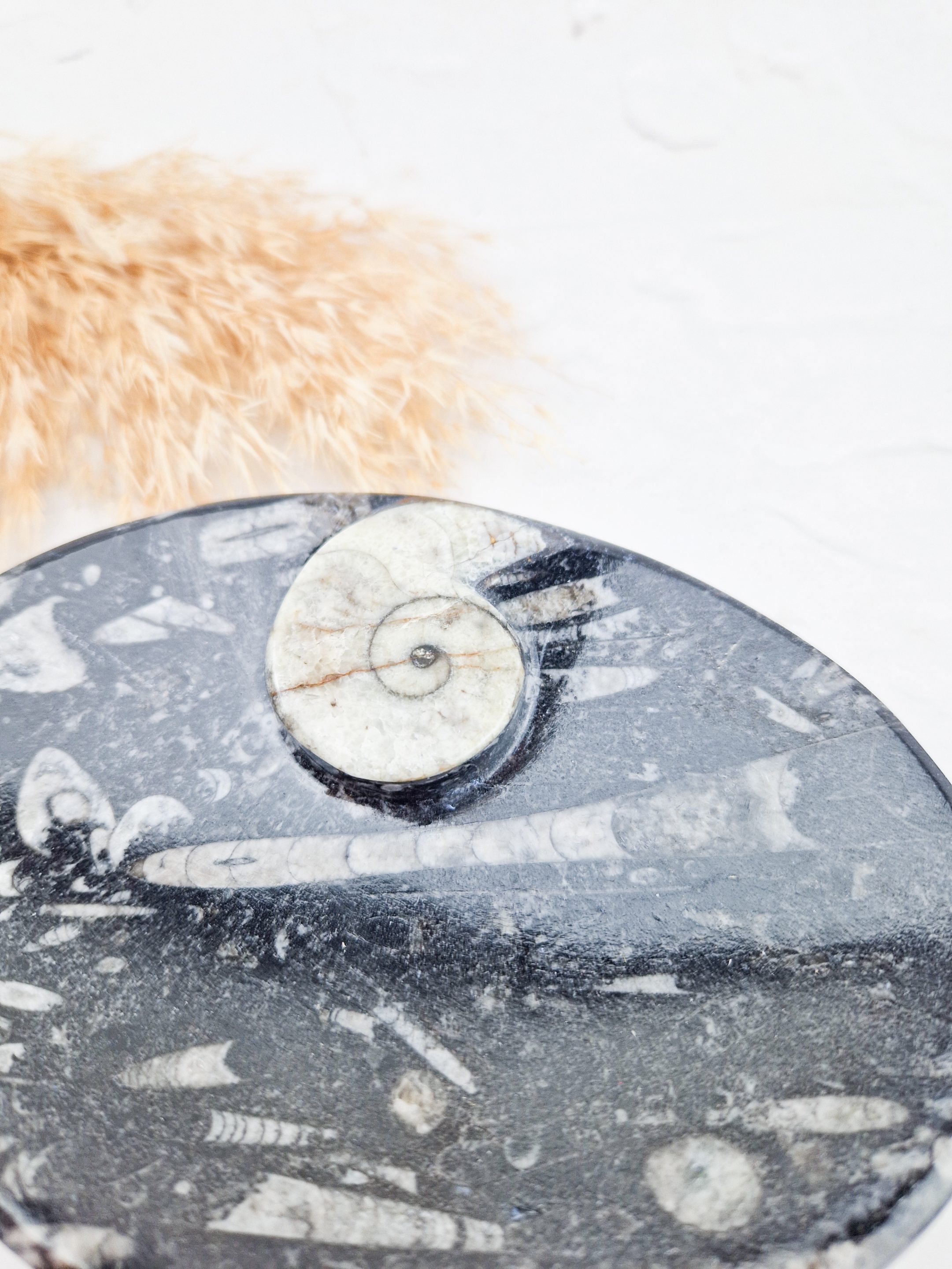 Orthoceras schaaltje ovaal