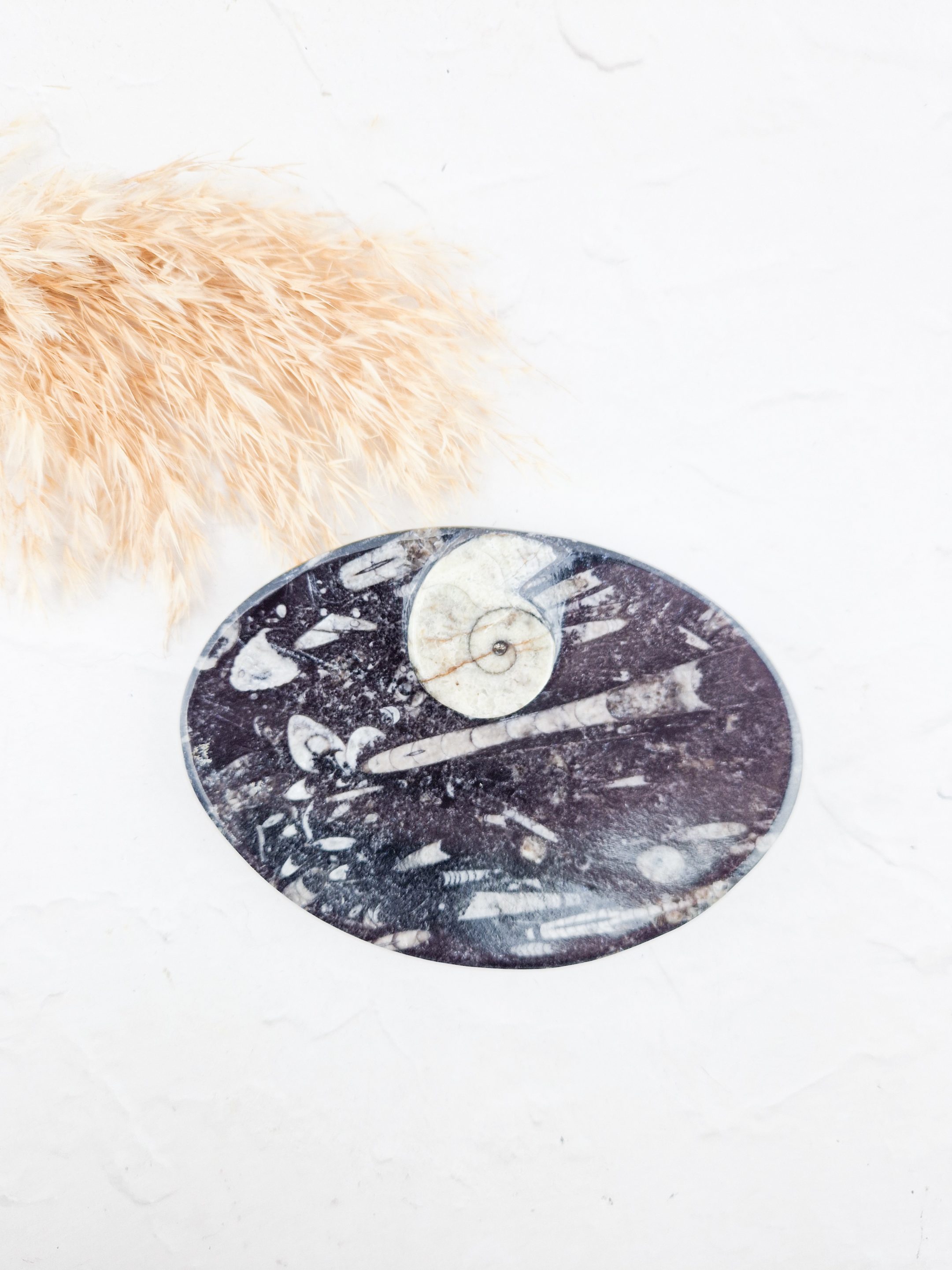 Orthoceras schaaltje ovaal