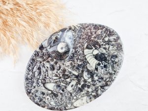 Orthoceras schaaltje ovaal