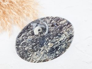 Orthoceras schaaltje ovaal